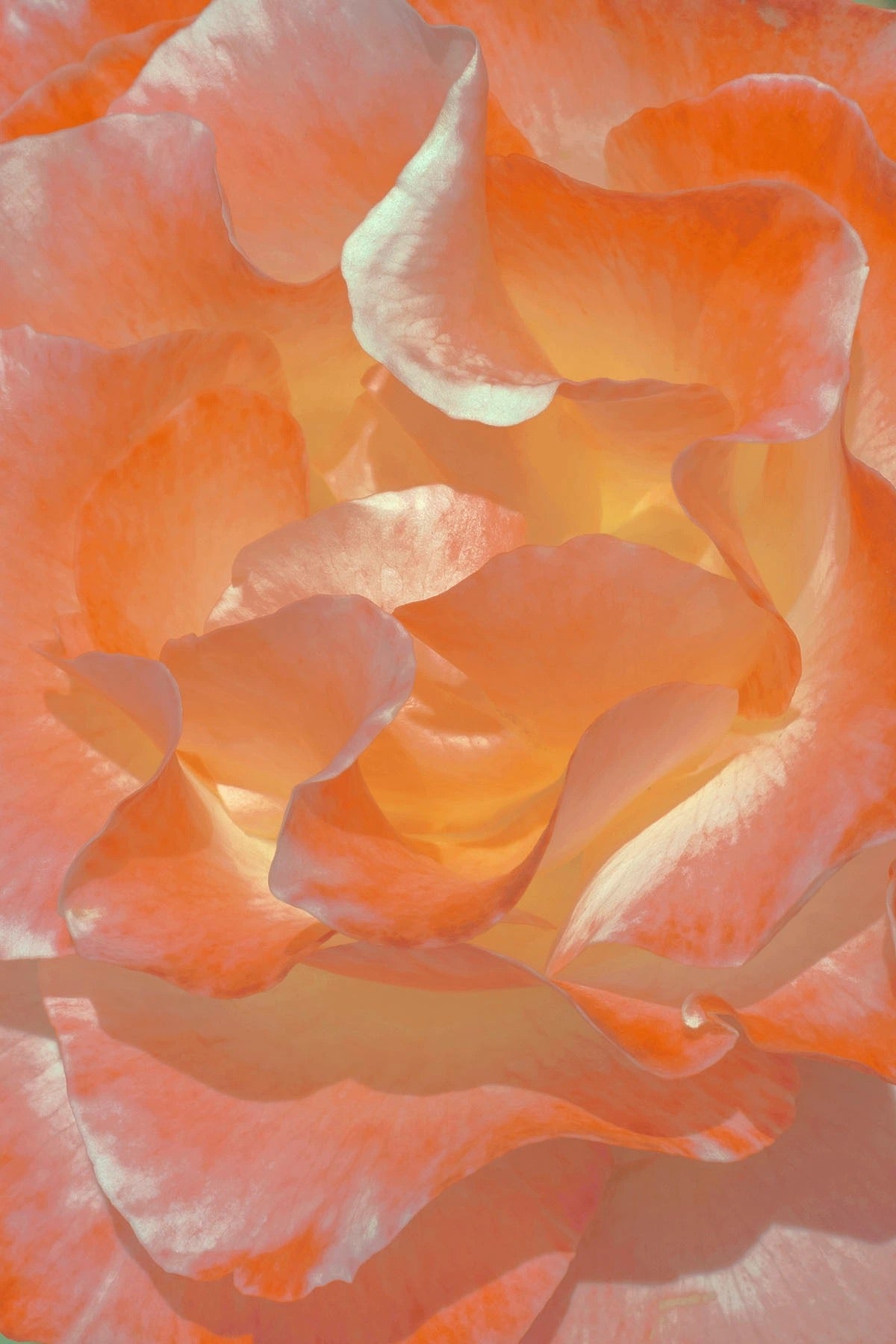 Sacred Heart - Rose Tincture