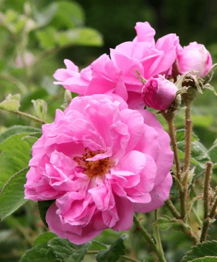 ROSA - Rose Hydrolate from Heritx Mallorca