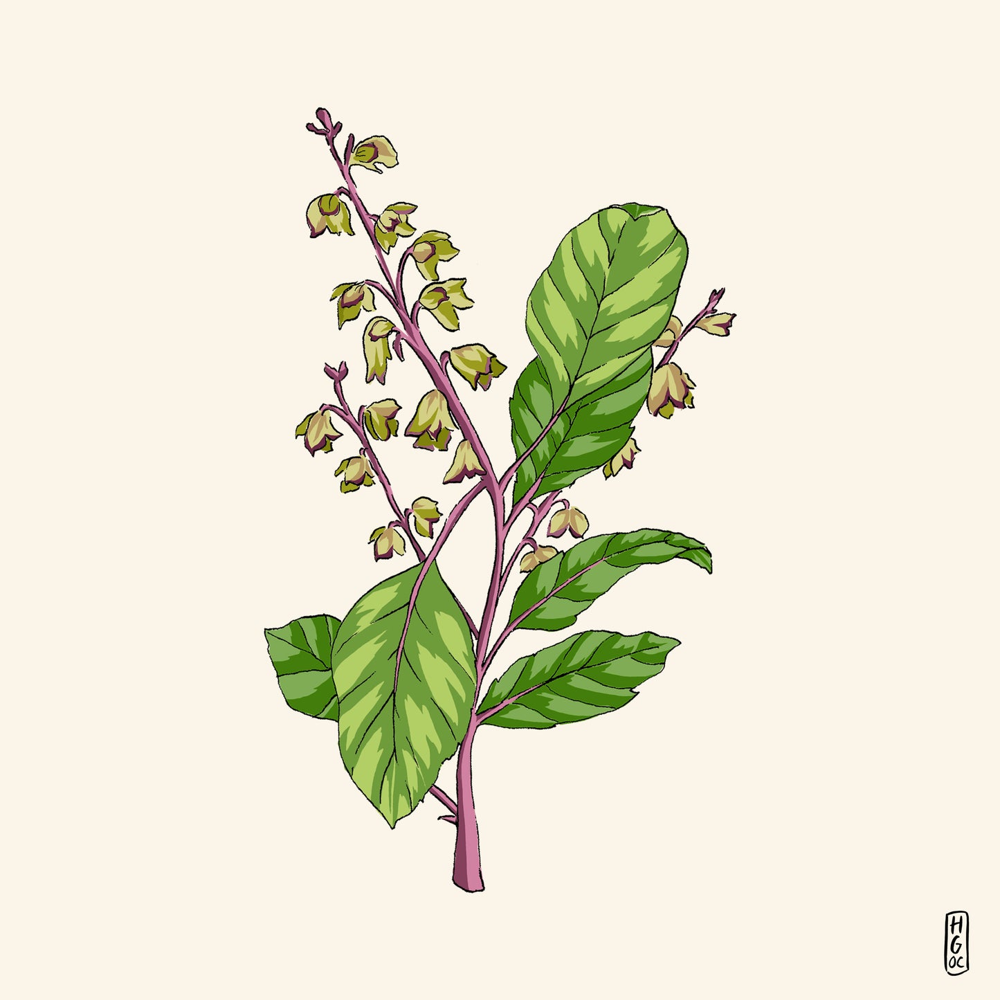 Thé Golden Spirit - Tulsi Mind Tonic