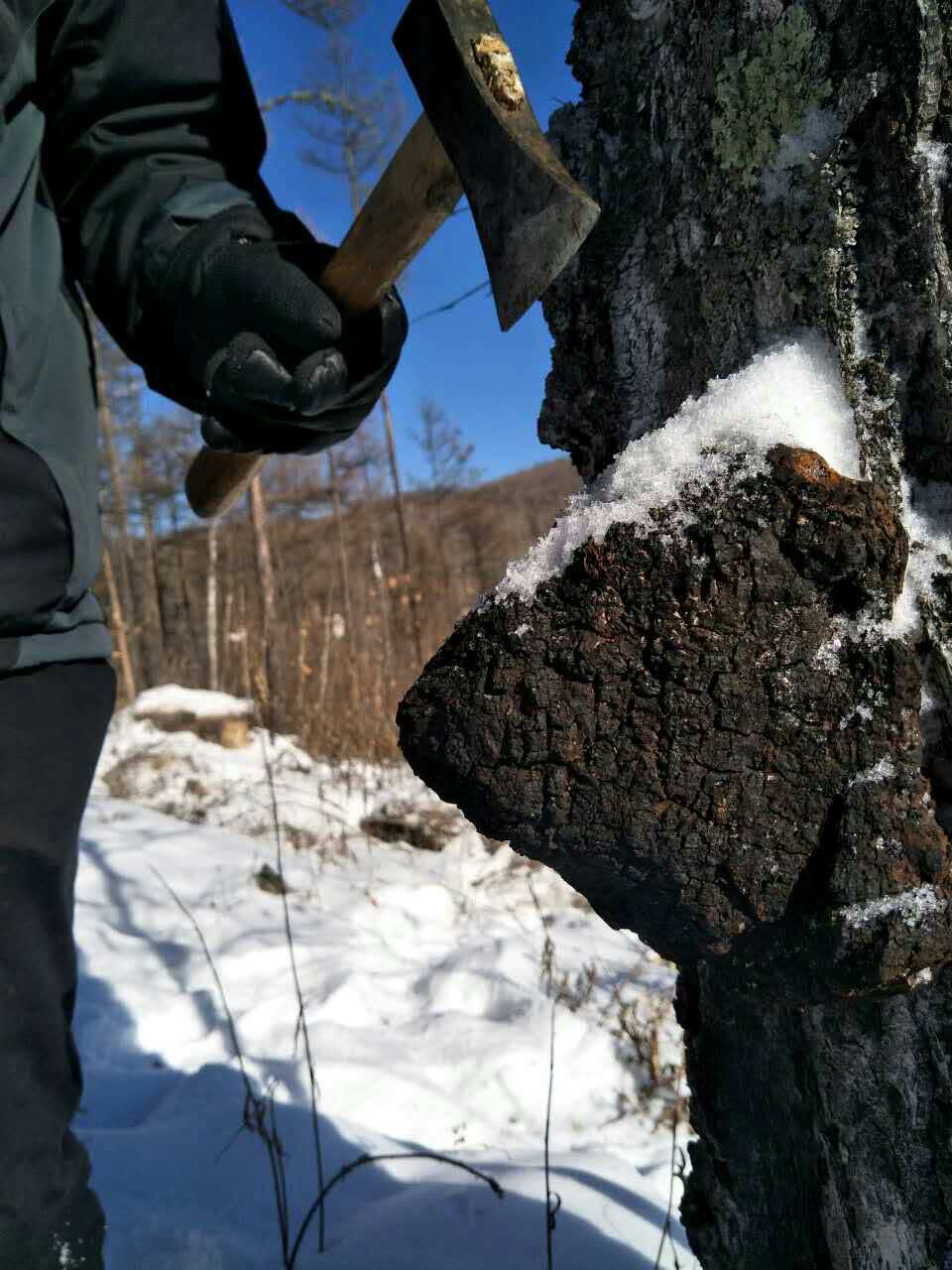 Superior Chaga - Wild-Crafted, Dual-extracted Mushroom Powder